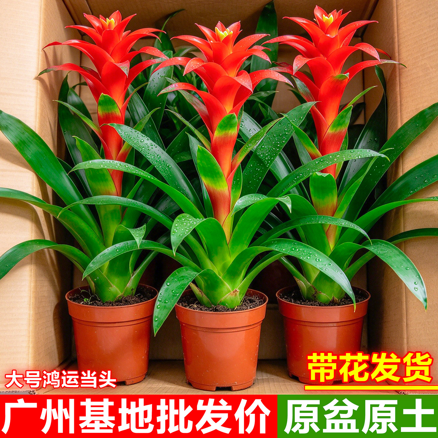 鸿运当头盆栽带花小红星凤梨花苗室内客厅年宵花红掌桌面花卉绿植