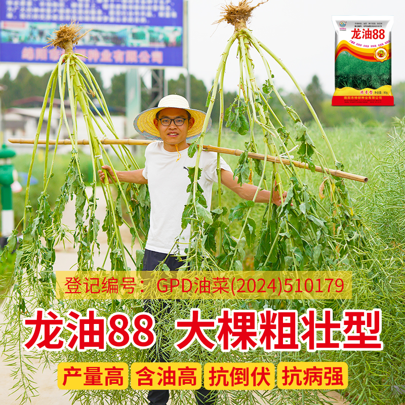 龍油88優質油菜種子抗寒抗倒