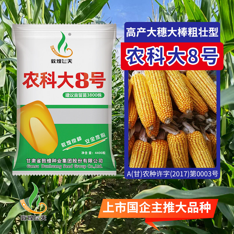 农科大8号玉米种高产抗倒伏抗病
