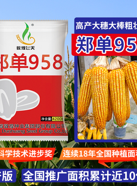 【6包198】敦煌飞天郑单958国审玉米种子高产大棒抗倒伏2025升级