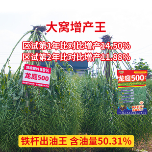 龙庭500 大窝增产王杂交油菜种子高产高油抗病耐寒抗倒伏油菜籽