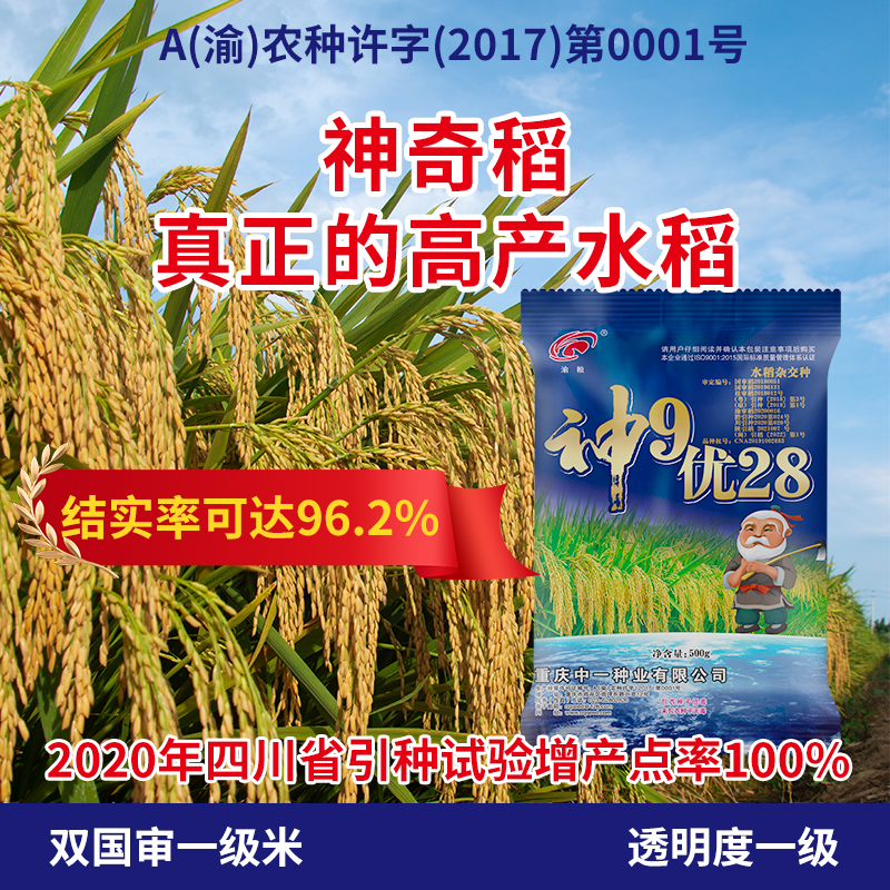 神9优28高产杂交水稻种子抗性强