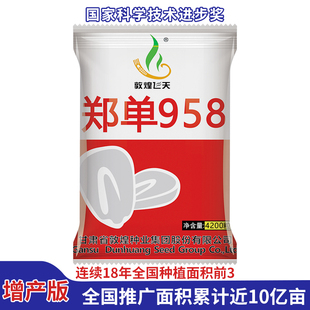 【100元3袋】敦煌飞天郑单958高产玉米种子2025新种子 国奖大棒子