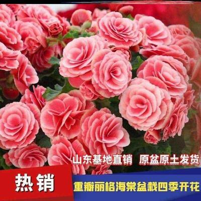 丽格海棠花重瓣重瓣盆栽玫瑰花苗室内花卉植物带花苞发货四季开花