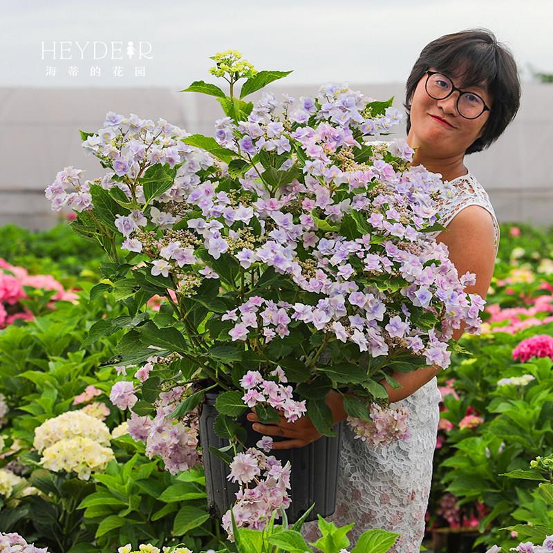 水天一色绣球大花平顶重瓣八仙花阳台庭院花卉盆栽苗