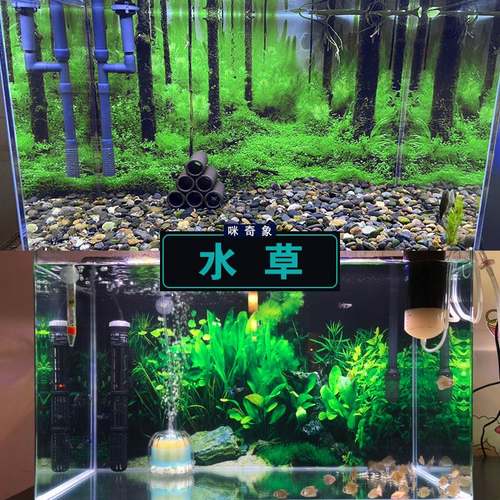 水草造景壁纸价格_水草造景壁纸图片- 星期三