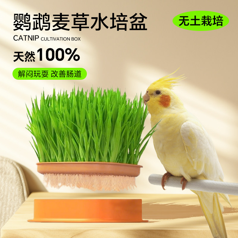 鹦鹉豌豆苗天然蔬菜食用草虎皮牡丹吃的植物零食种子粮草滋养啃咬