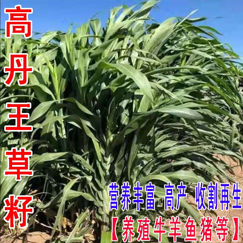 高丹王草种籽苏丹草种养殖再生草家庭园艺种子