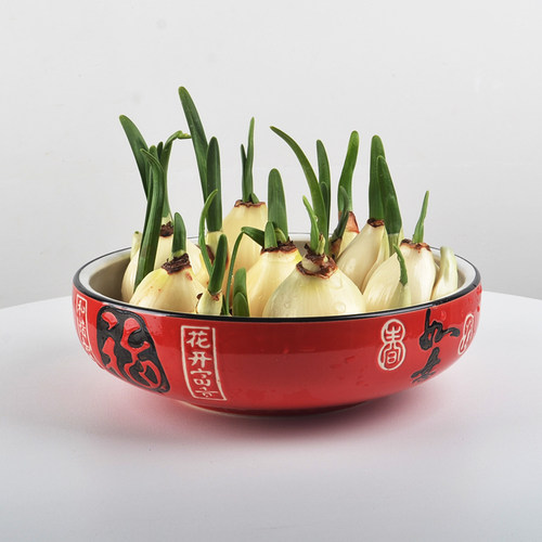 重瓣水仙价格 重瓣水仙图片 星期三