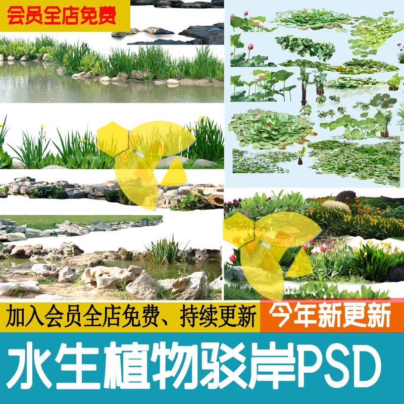 水生植物湿地滨水公园效果图荷花睡莲菖蒲驳岸石头ps免扣psd素材