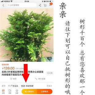 名贵小叶紫檀盆景树桩四季 常青办公桌面室内绿植客厅庭院花卉盆栽