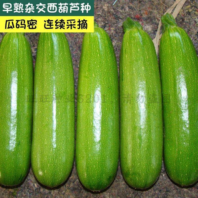 西葫芦种子 占瓜 花草瓜水果蔬菜籽 阳台种菜 高产盆栽蔬菜种子孑