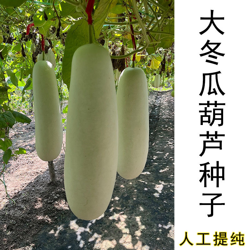 巨型瓠瓜种子食用菜葫芦种子蒲瓜种子盆栽爬藤春秋四季蔬菜种子