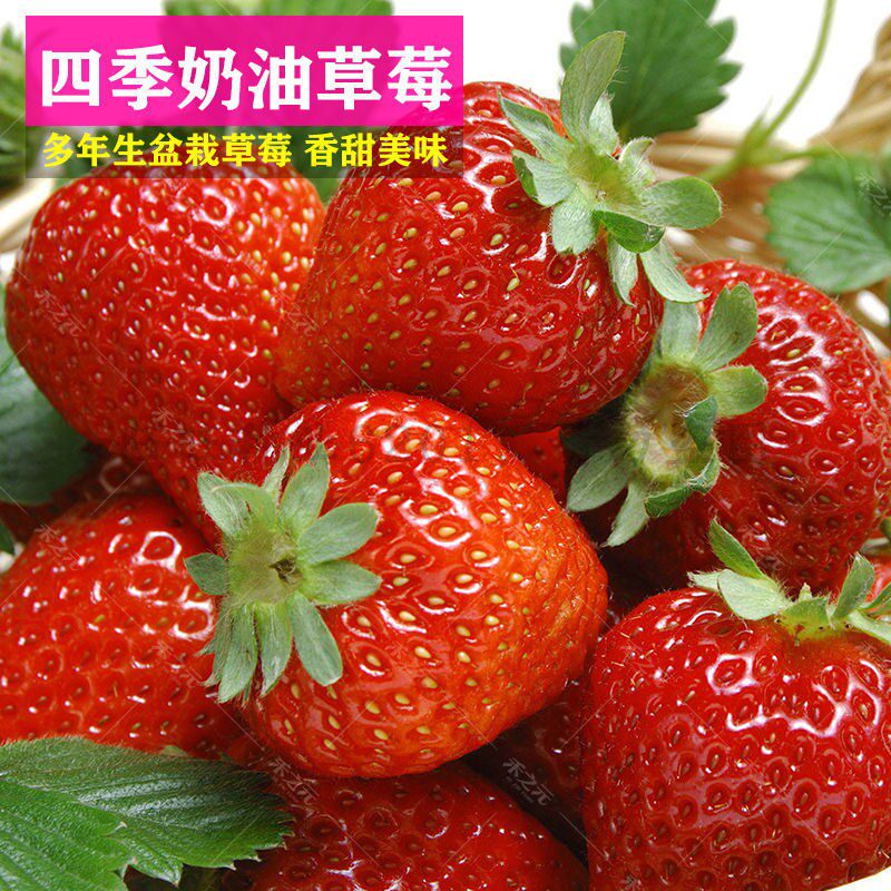 草莓奶油水果食用室内阳台种子