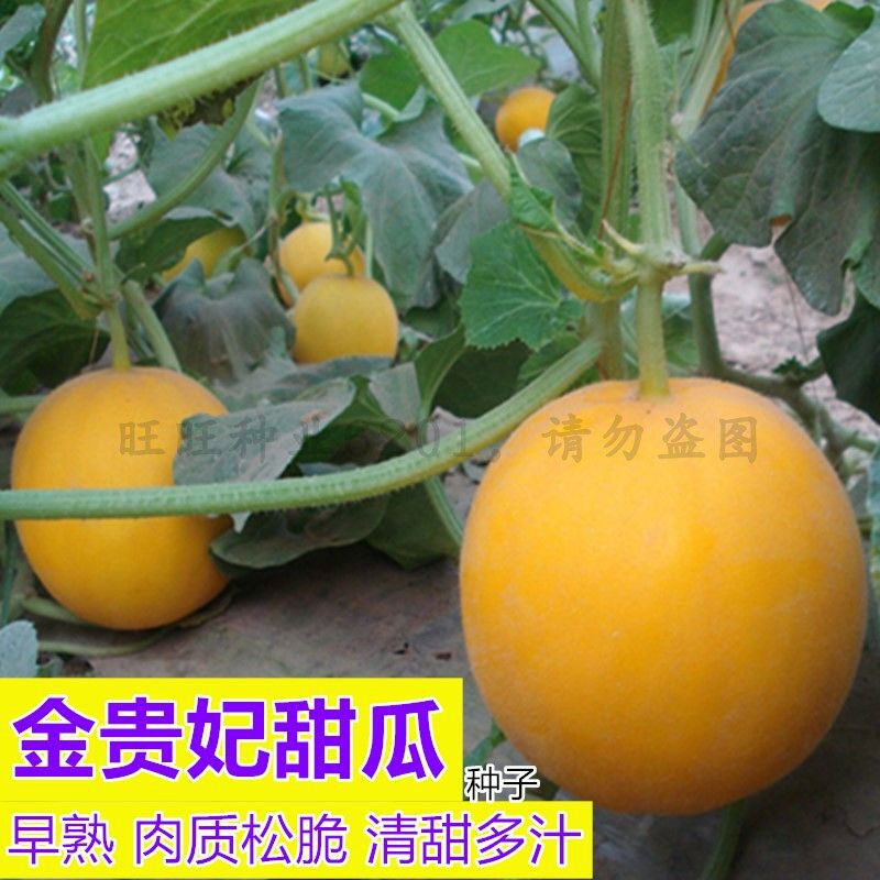 哈密瓜种子香瓜四季南方种植