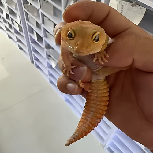 豹纹守宫大苗爬宠新手入门网红可爱宠物蜥蜴温顺呆萌随机发货