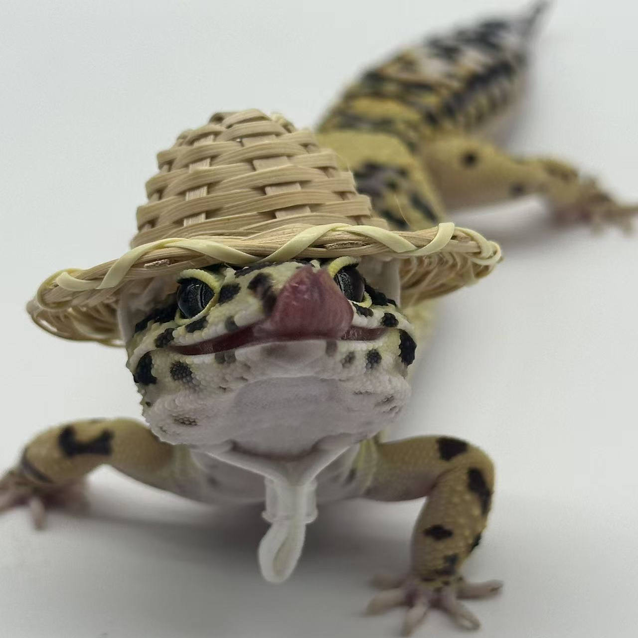 豹纹守宫网红小蜥蜴桌面小宠物可爱温顺爬宠易活无毒时尚另类异宠