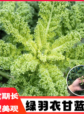 山东寿光绿色羽衣甘蓝秧苗耐寒高产秧苗观赏食用超级蔬菜阳台盆栽