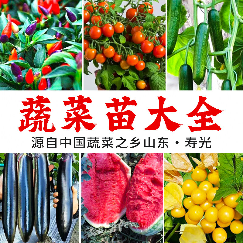 山东寿光苗场直发  春季蔬菜大全各种番茄辣椒茄子黄瓜西瓜套装