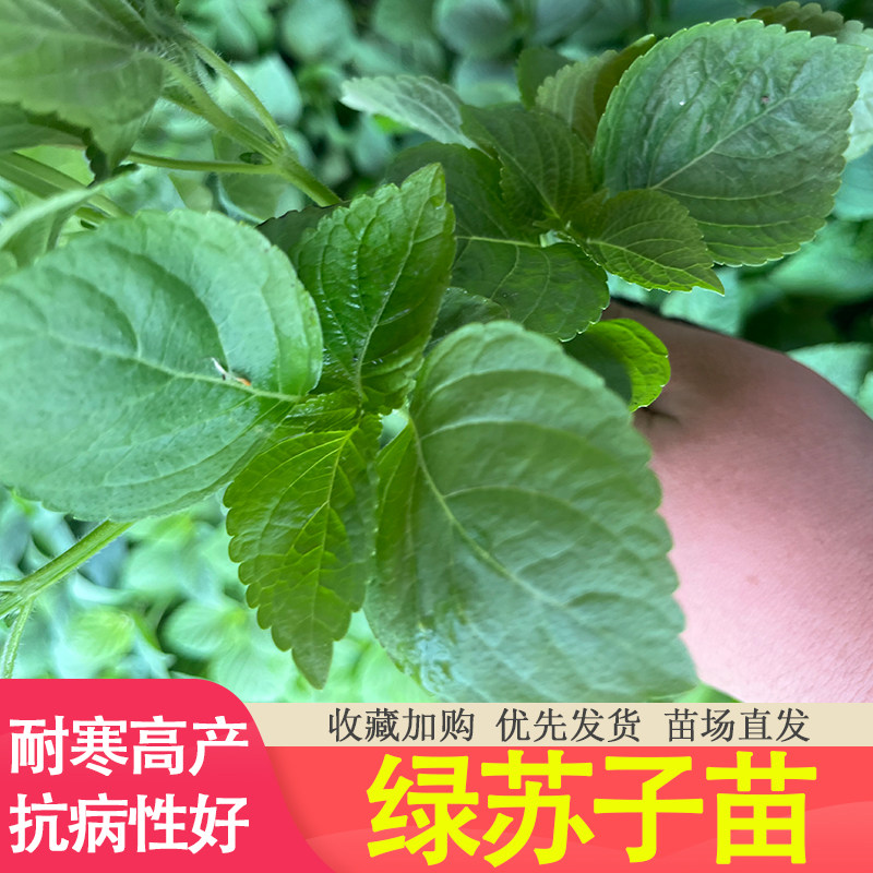 蔬菜紫苏绿苏双色苏苗栽培种子