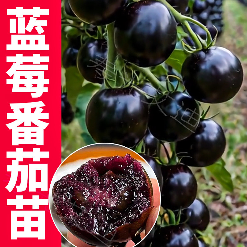 蓝莓小番茄秧苗黑番茄西红柿