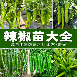辣椒蔬菜苗大全 螺丝椒薄皮辣椒小米辣线椒港椒 山东寿光苗场直发