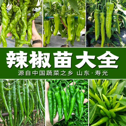 辣椒蔬菜苗大全 螺丝椒薄皮辣椒小米辣线椒港椒 山东寿光苗场直发