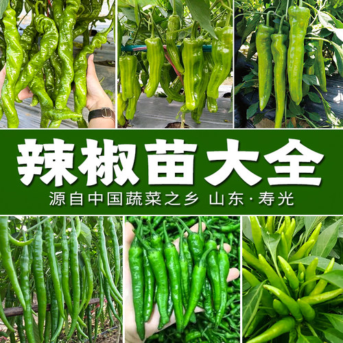 辣椒蔬菜苗大全 螺丝椒薄皮辣椒小米辣线椒港椒 山东寿光苗场直发