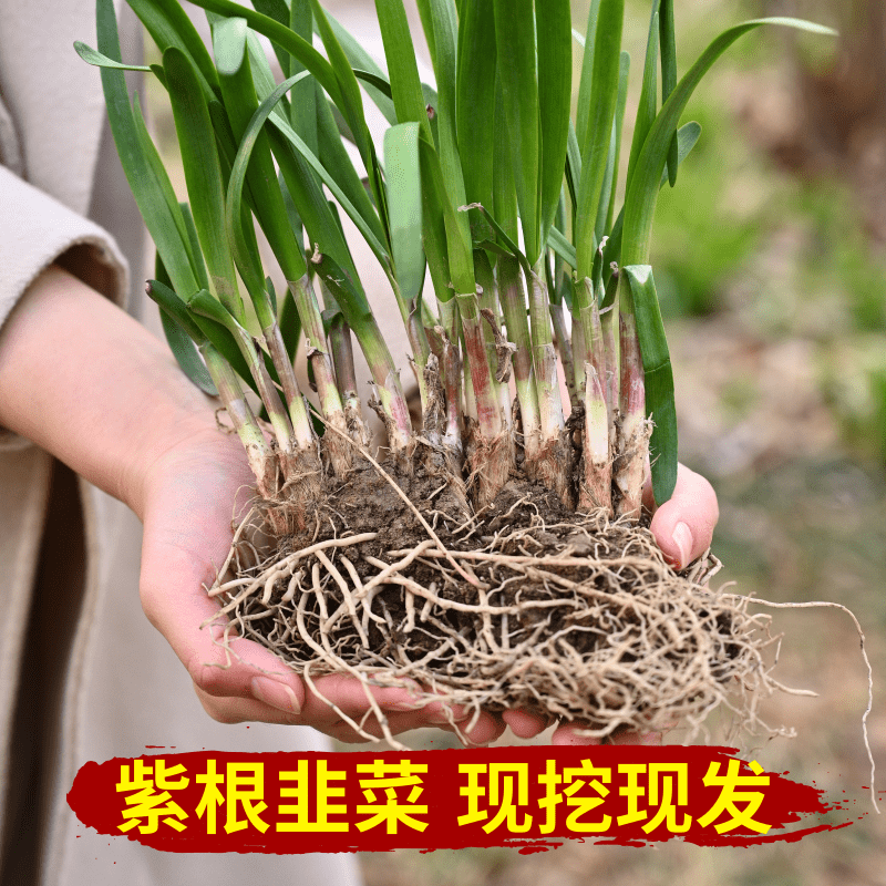 四季韭菜根苗大叶包邮宽叶细叶大紫根现挖阳台盆栽红根九菜韭菜苗-封面