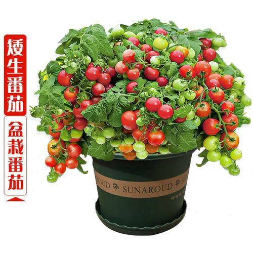 盆栽矮生番茄小西红柿千禧种苗圣女果水果蔬菜苗四季生长庭院室内,农用物资,蔬菜种子/种苗,淘宝优惠券,粉丝福利购,淘宝优惠卷