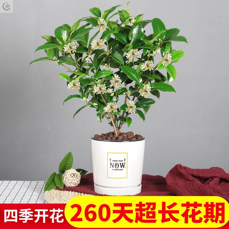 北方耐寒桂花树秋冬花卉盆栽易活客厅绿植小型盆景观赏植物