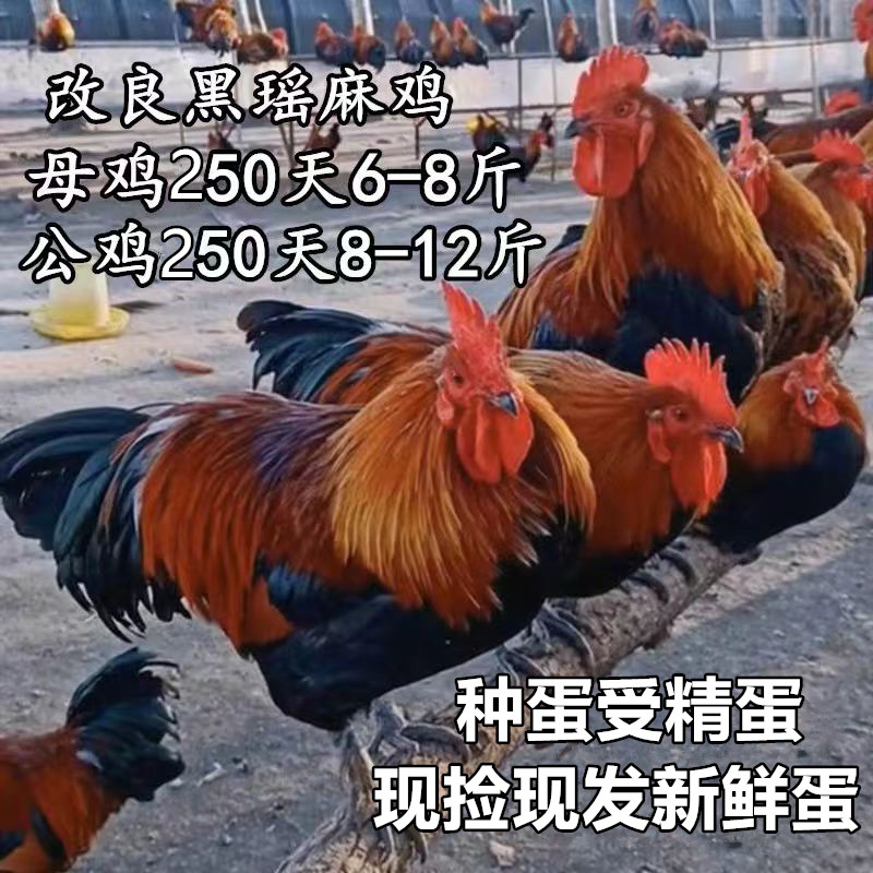 黑瑶鸡种蛋受精蛋青脚麻鸡红毛公鸡红瑶土鸡蛋30枚包邮