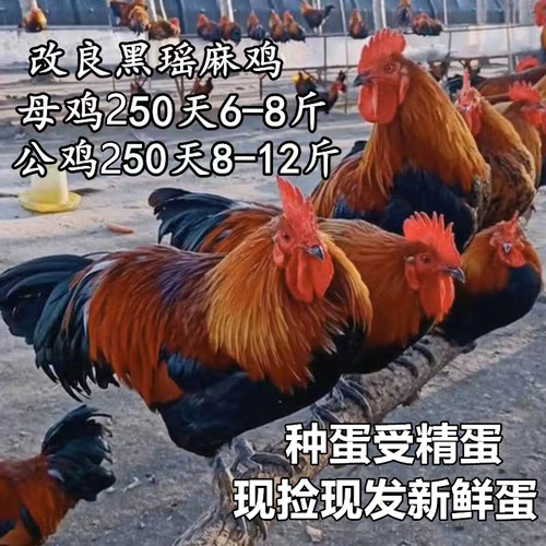 黑瑶鸡种蛋受精蛋青脚麻鸡红毛公鸡红瑶土鸡蛋30枚包邮