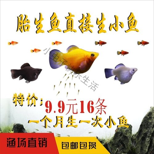 玛丽鱼胎生鱼金银黑皮球热带观赏鱼月光鱼孕母临产小型宠物活体鱼