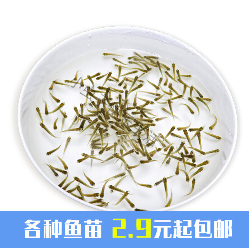 小鱼仔活鱼 小型活鱼饲料鱼苗鱼鱼