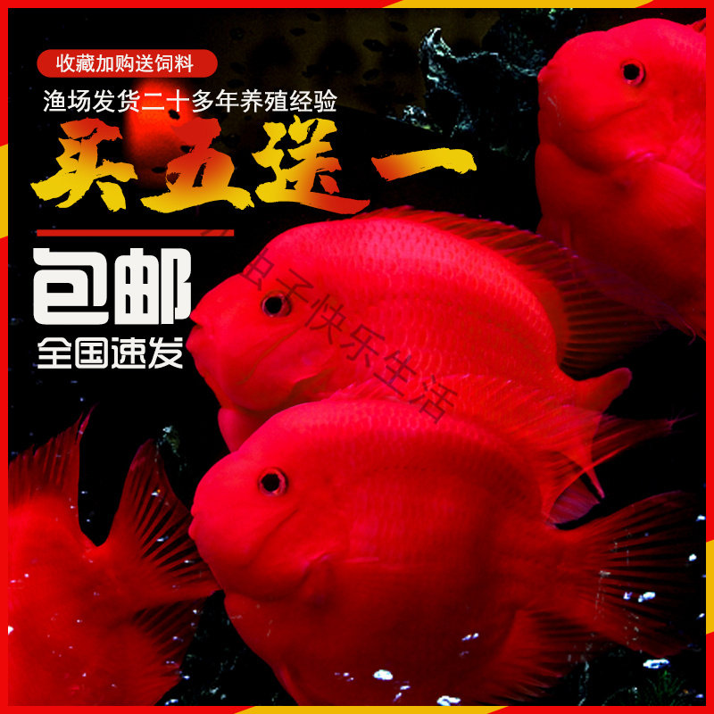 血红鹦鹉鱼活体发财鱼红财神黄金鱼