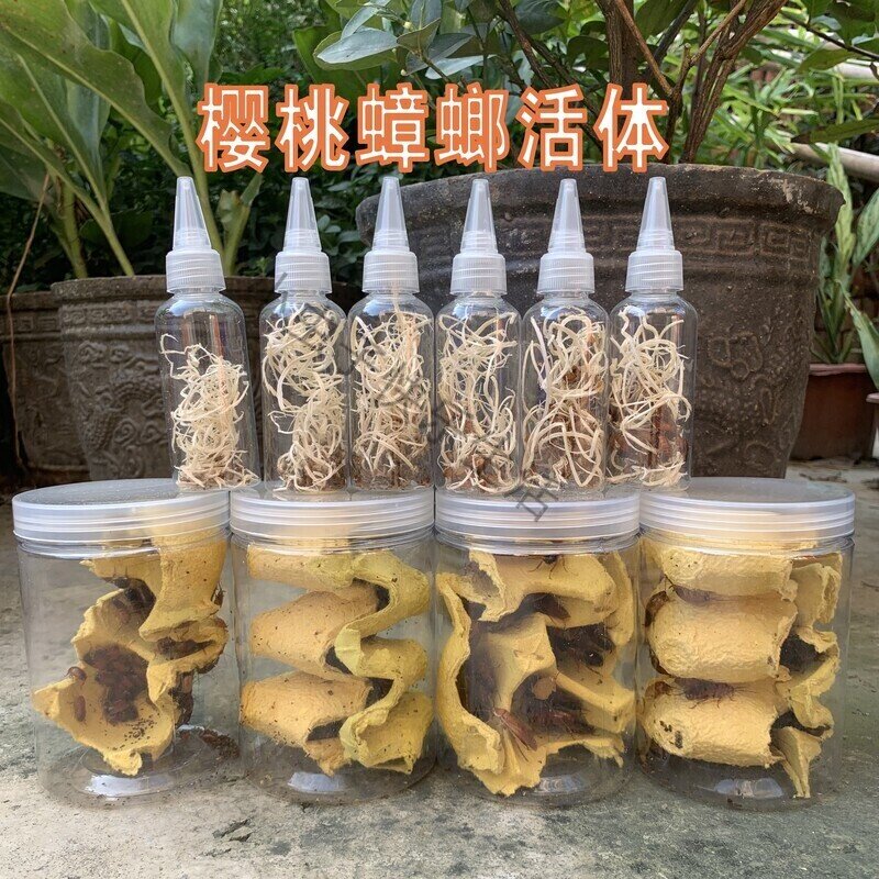 樱桃蟑螂杯瓶装活体罐装樱桃红蟑爬虫/鸣虫食物