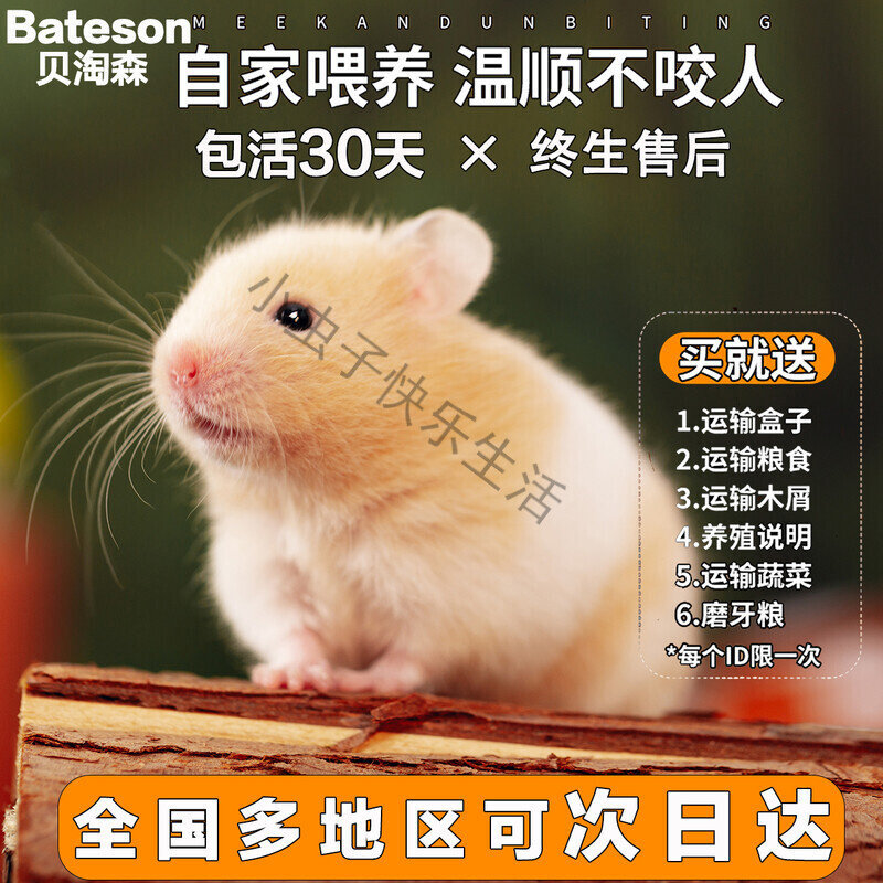 小仓鼠活物已打疫苗三线银狐一对笼子