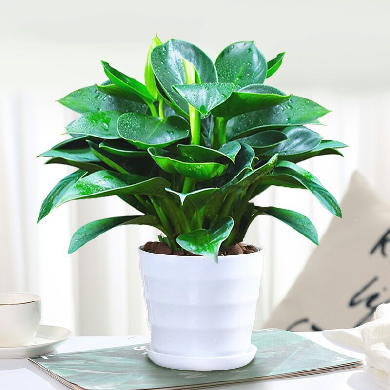 金钻盆栽绿植绿萝箩水培植物万年青发财树室内花卉办公室客厅好养