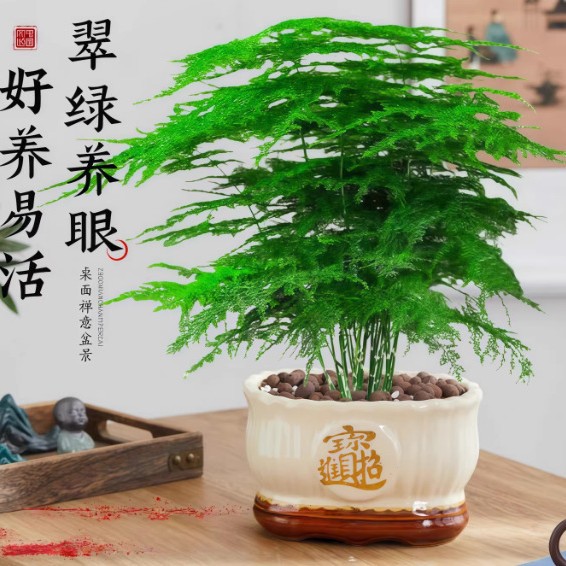 大文竹盆栽桌面盆景办公