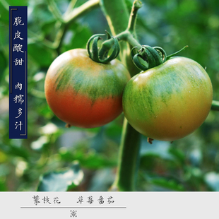青山物集攀枝花露天草莓番茄铁皮柿子水果番茄西红柿脆皮自然成熟