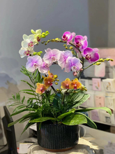 简香花卉鲜花基地直播间 蝴蝶兰盆栽带花苞绿植室内盆栽四季好养