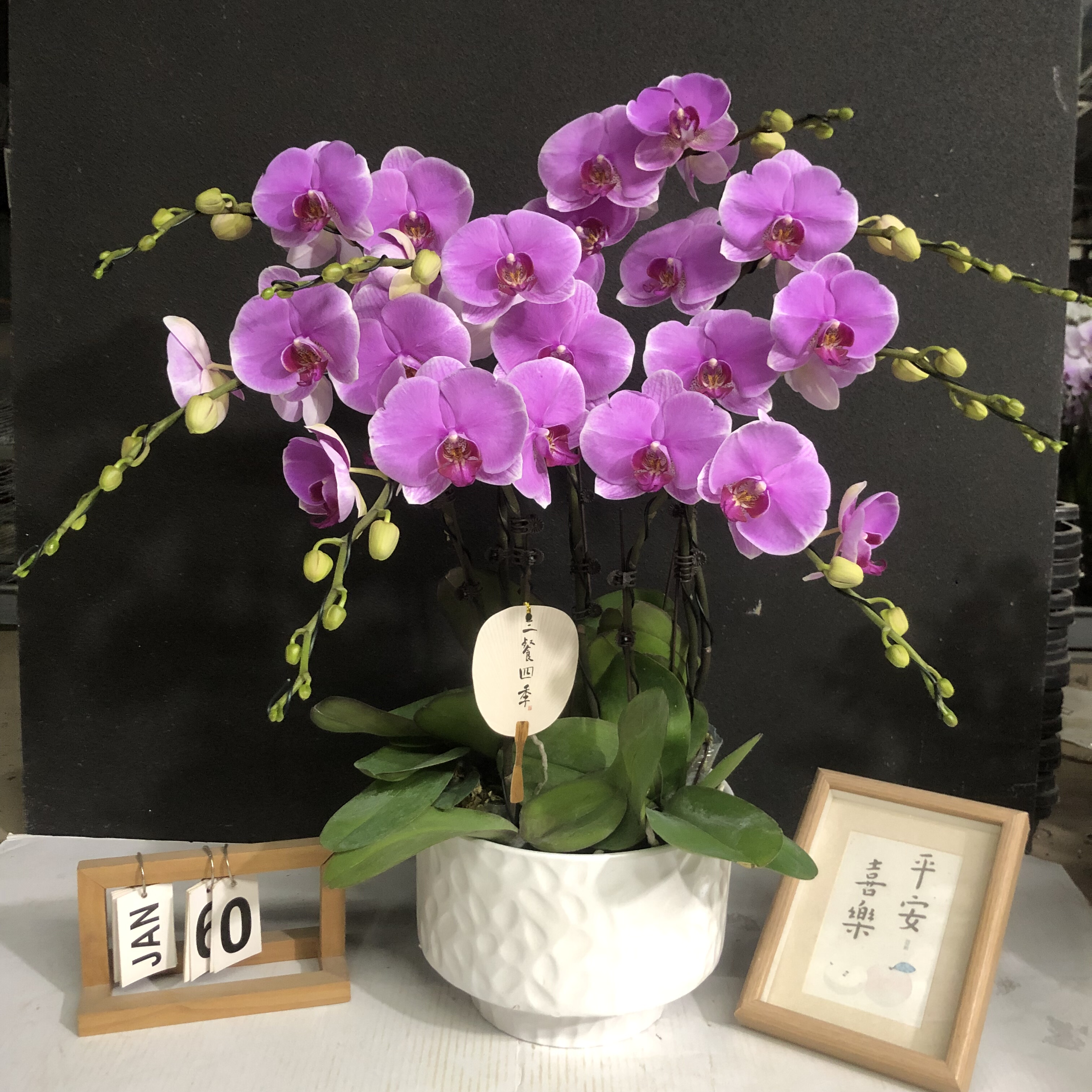 （温文尔雅）高货精美蝴蝶兰室内养鲜花长花期开业送领导高端花卉