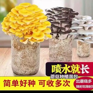 蘑菇菌包金针菇香菇菌棒木耳猴头灵芝种植包家庭种植菌种家种自种