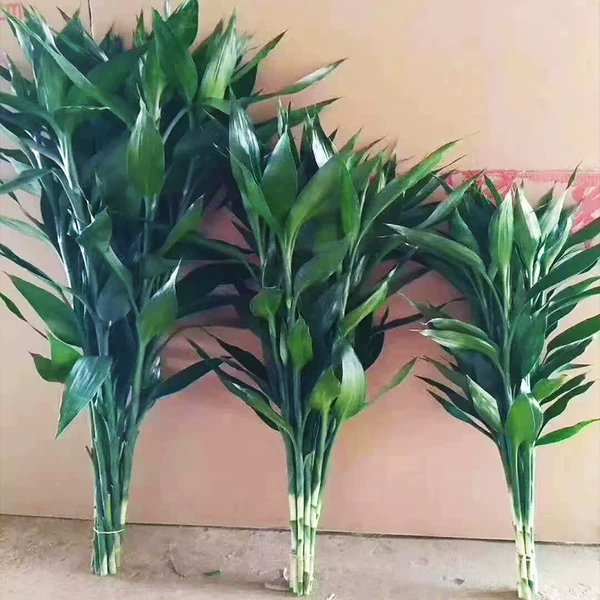 Товары от 束美旗舰店