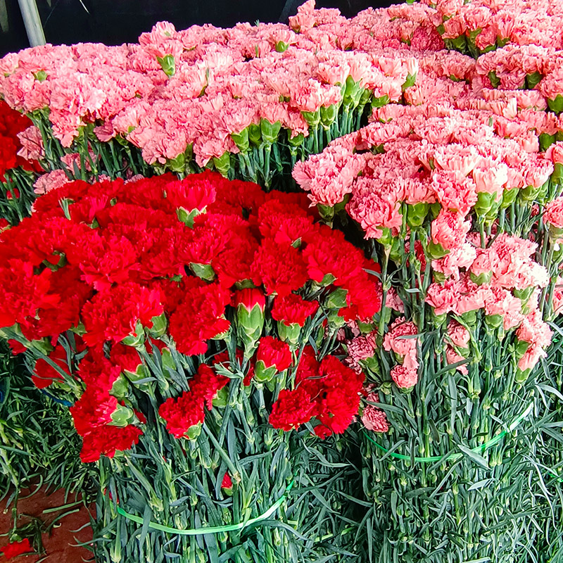 38节康乃馨玫瑰香水百合向日葵混搭花束鲜花速递同城云南基地直发