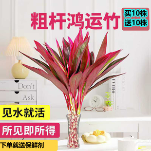 竹子水养富贵竹紫竹植物花卉转运盆栽鸿运竹紫朱蕉净化正宗粗竹