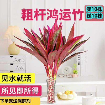 竹子水养富贵竹富贵竹粗竹发财盆栽转运鸿运室内朱蕉办公室正宗