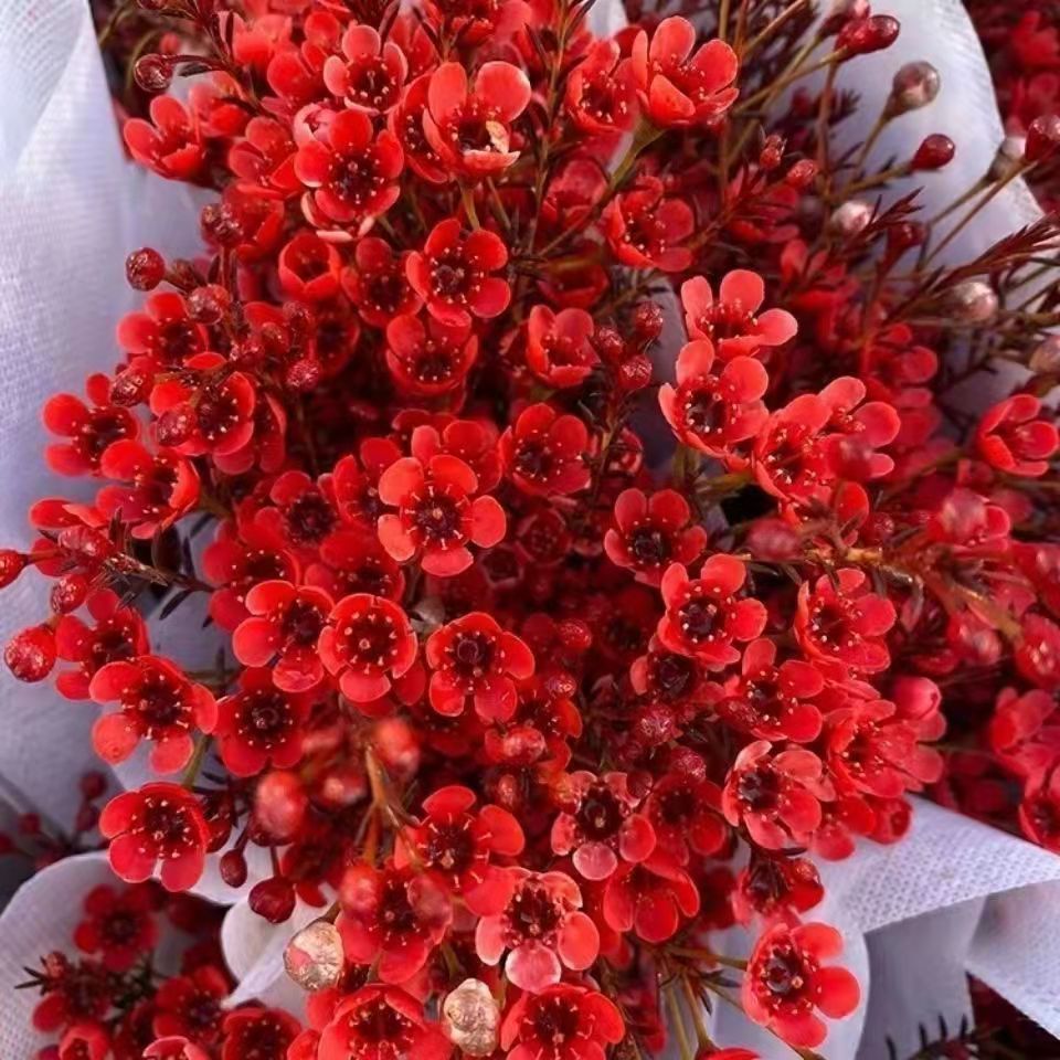 澳洲腊梅鲜花云南昆明直发冬季家用插花水养鲜切花银柳婚庆喜庆花