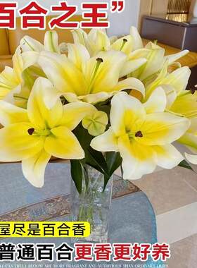 香水百合云南昆明基地现采直发真花鲜花水养插花家用办公同城速运